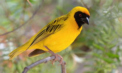  The Weaver Bird and Its Magical Threads! A Colombian Folktale About Family and Acceptance